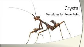  Presentation with african tribes - PPT theme enhanced with young african pinstripe mantis - miomantis background and a white colored foreground