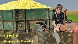  Presentation with agriculture business - Slides having young agriculture worker with fresh vegetable pepper food organic cultivated and representing success in small business background and a tawny brown colored foreground