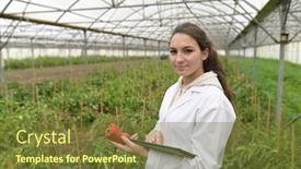  Presentation with agronomist - Audience pleasing PPT theme consisting of young-agronomist-in-greenhouse-controlling backdrop and a tawny brown colored foreground