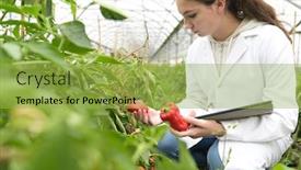 Presentation with agronomist - Amazing theme having young-agronomist-in-greenhouse-controlling backdrop and a yellow colored foreground