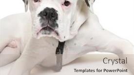  Presentation with boxer dog - 