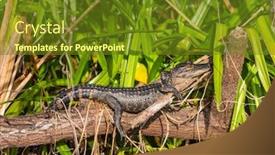  Presentation with national - PPT theme consisting of young-alligator-in-everglades-national background and a tawny brown colored foreground