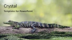  Presentation with swamp - Presentation design featuring young alligator on a log in florida swamp background and a soft green colored foreground