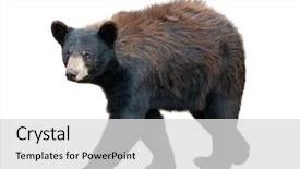  Presentation with black bear - Slide deck consisting of young american black bear isolated background and a light gray colored foreground