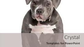  Presentation with bully - Cool new PPT layouts with young american bully sitting backdrop and a light gray colored foreground