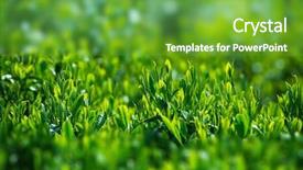  Presentation with tea leaves - Amazing PPT theme having young-and-tender-green-tea backdrop and a tawny brown colored foreground