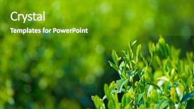  Presentation with tea leaves - PPT theme with young-and-tender-green-tea background and a tawny brown colored foreground