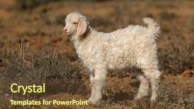  Presentation with goat farm - Colorful PPT theme enhanced with young angora goat kid backdrop and a tawny brown colored foreground