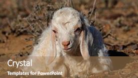  Presentation with goat farm - Colorful PPT theme enhanced with young angora goat kid backdrop and a coral colored foreground