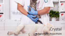  Presentation with veterinary - Presentation theme featuring young animals kitten and puppy background and a soft green colored foreground