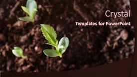  Presentation with sprout - Beautiful PPT theme featuring young-apple-tree-sprout backdrop and a wine colored foreground