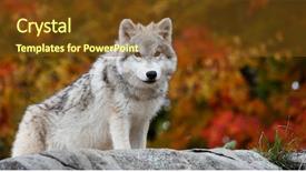  Presentation with wolf - Audience pleasing PPT layouts consisting of young arctic wolf looking backdrop and a tawny brown colored foreground