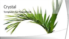  Presentation with palm tree - Slides having young areca catechu palm tree isolated on white background background and a white colored foreground
