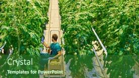  Presentation with greenhouse - Beautiful PPT theme featuring young-attractive-man-harvesting-tomatoes backdrop and a forest green colored foreground