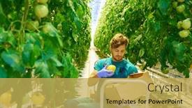  Presentation with greenhouse - Presentation theme enhanced with young-attractive-man-harvesting-tomatoes background and a yellow colored foreground