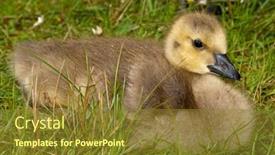  Presentation with canada - Cool new slide set with young-baby-canada-goose-resting backdrop and a tawny brown colored foreground