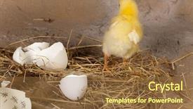  Presentation with eggshell - PPT layouts having young baby chick escaping from its eggshell background and a tawny brown colored foreground