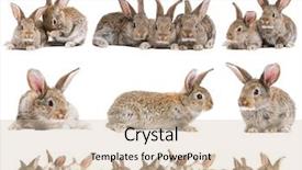  Presentation with rabbit - Colorful slides enhanced with young baby light brown rabbit backdrop and a soft green colored foreground