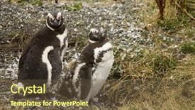  Presentation with baby follow up - PPT theme with young baby penguins in antarctica background and a  colored foreground