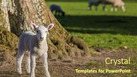  Presentation with baby tree - PPT layouts enhanced with young baby spring lamb by tree and sheep in a green farm field background and a tawny brown colored foreground