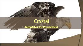  Presentation with eagle - Beautiful presentation theme featuring young bald eagle 5 years backdrop and a tawny brown colored foreground