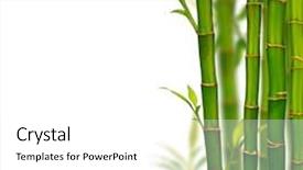  Presentation with lucky bamboo - Presentation theme having young bamboo sprouts isolated background and a white colored foreground