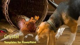  Presentation with beagle dog - PPT layouts with young-beagle-having-a-first background and a tawny brown colored foreground