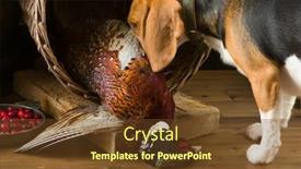  Presentation with beagle dog - Cool new slide deck with first experience as a hunting backdrop and a tawny brown colored foreground