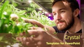  Presentation with young - Audience pleasing theme consisting of young-bearded-selectionist-or-gardener backdrop and a tawny brown colored foreground
