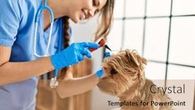  Presentation with beautiful hispanic woman - Presentation theme having young-beautiful-hispanic-woman-veterinarian background and a coral colored foreground