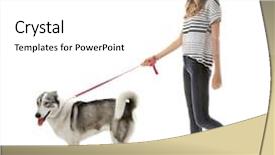  Presentation with husky - Presentation theme enhanced with young beautiful woman with husky background and a white colored foreground