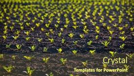  Presentation with earth day - Slide set consisting of young-beet-sprout-grows background and a tawny brown colored foreground