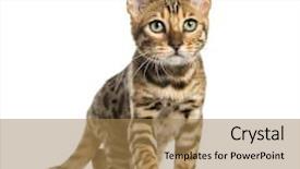  Presentation with old big bike on white - Beautiful theme featuring young bengal cat 5 months backdrop and a coral colored foreground