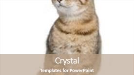  Presentation with young grey maine coon cat - PPT theme featuring young bengal cat 7 months old standing in front of white background studio shot background and a coral colored foreground