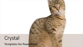  Presentation with black cat in front - Slide deck having young bengal cat 7 months background and a coral colored foreground