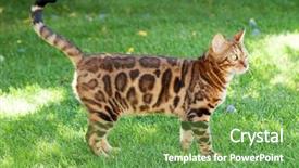  Presentation with young grey maine coon cat - Presentation theme having young bengal cat in sunny background and a  colored foreground