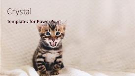  Presentation with cat - Presentation design having young-bengal-cat-meow background and a lemonade colored foreground