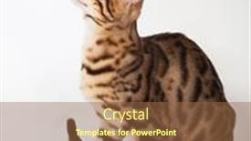  Presentation with cat - Presentation having young-bengal-cat-on-white background and a tawny brown colored foreground