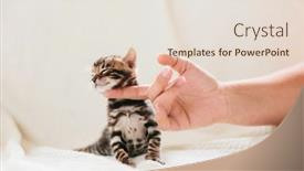  Presentation with cat - Presentation with young-bengal-cat-scratched-under background and a lemonade colored foreground