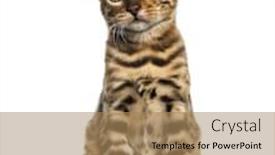  Presentation with old young - Cool new presentation theme with young bengal cat sitting 5 months old isolated on white backdrop and a coral colored foreground
