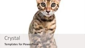  Presentation with cat - Beautiful slide set featuring young-bengal-cat-staring-isolated backdrop and a light gray colored foreground
