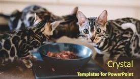  Presentation with breeding - Cool new presentation theme with young-bengal-kittens-eating-together backdrop and a tawny brown colored foreground