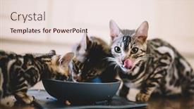  Presentation with breeding - Presentation enhanced with young-bengal-kittens-eating-together background and a lemonade colored foreground