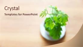  Presentation with bitter melon - Amazing PPT layouts having young bitter melon gourd goya backdrop and a cream colored foreground