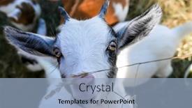  Presentation with black baby - PPT theme with young-black-and-white-baby background and a light blue colored foreground