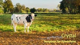  Presentation with cow - Presentation design consisting of young-black-and-white-cow background and a tawny brown colored foreground