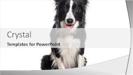  Presentation with black gold border vignette - Presentation theme with young-black-and-white-panting background and a white colored foreground