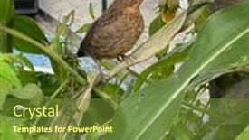  Presentation with lost - Colorful presentation design enhanced with young-black-bird-lost backdrop and a tawny brown colored foreground