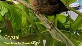  Presentation with lost - PPT theme having young-black-bird-lost background and a tawny brown colored foreground