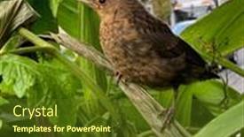  Presentation with lost - Audience pleasing slide set consisting of young-black-bird-lost backdrop and a tawny brown colored foreground